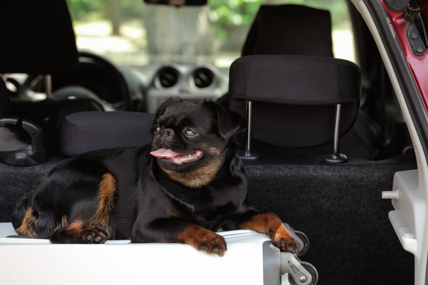 Chevrolet Suburban Dog Car Seat for Brussels Griffons