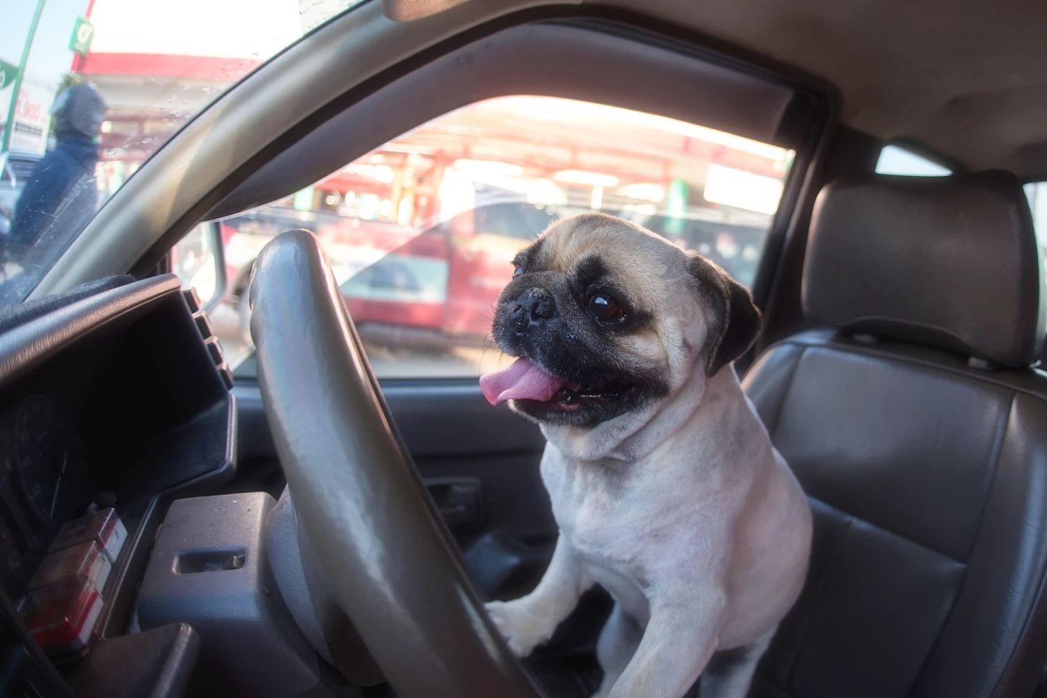 Toyota Camry Dog Car Seat for Pugs