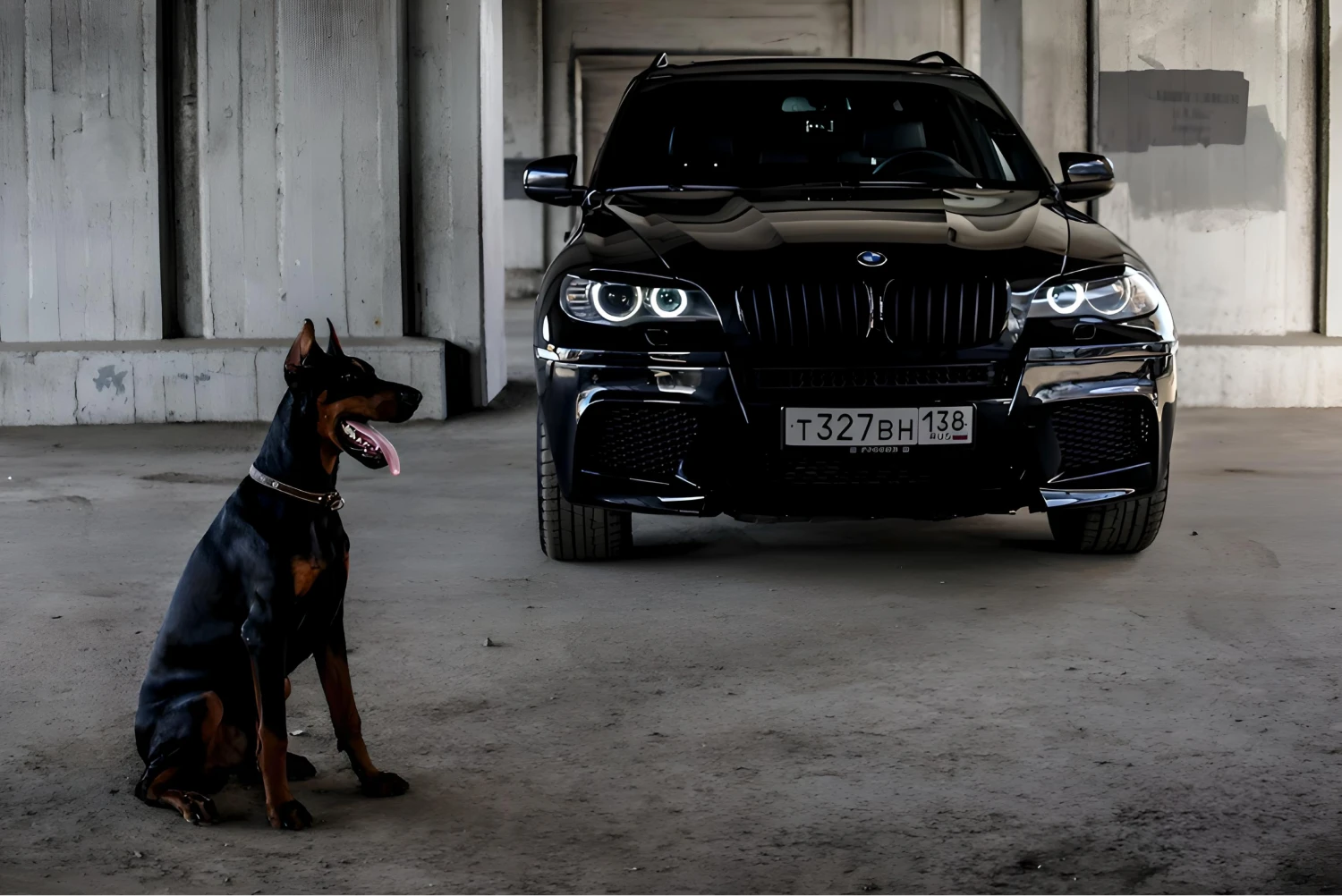 Newfoundlands  Dog Safety Belt for BMW X5