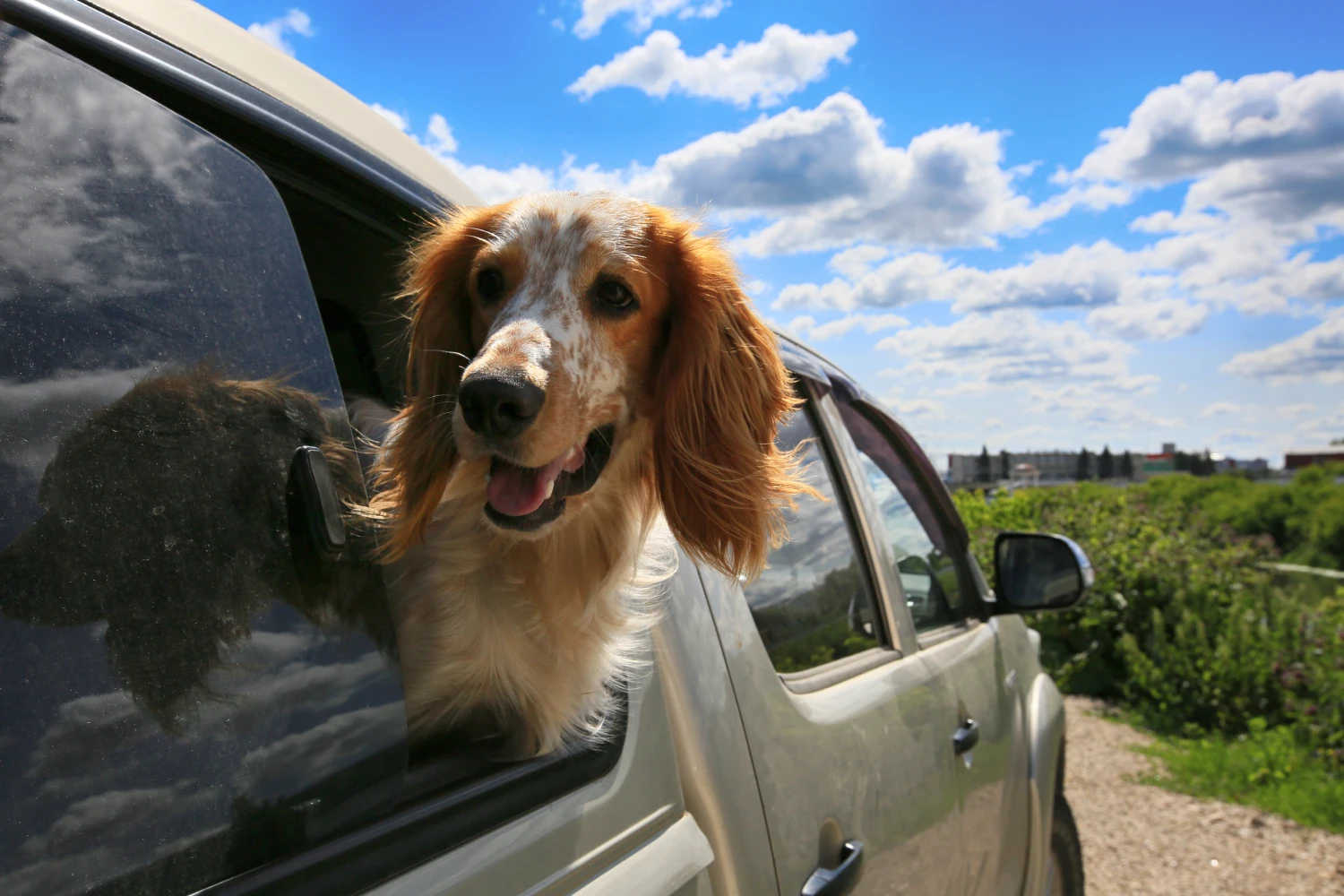 Hyundai Santa Fe Dog Car Seat for Brittany Spaniels