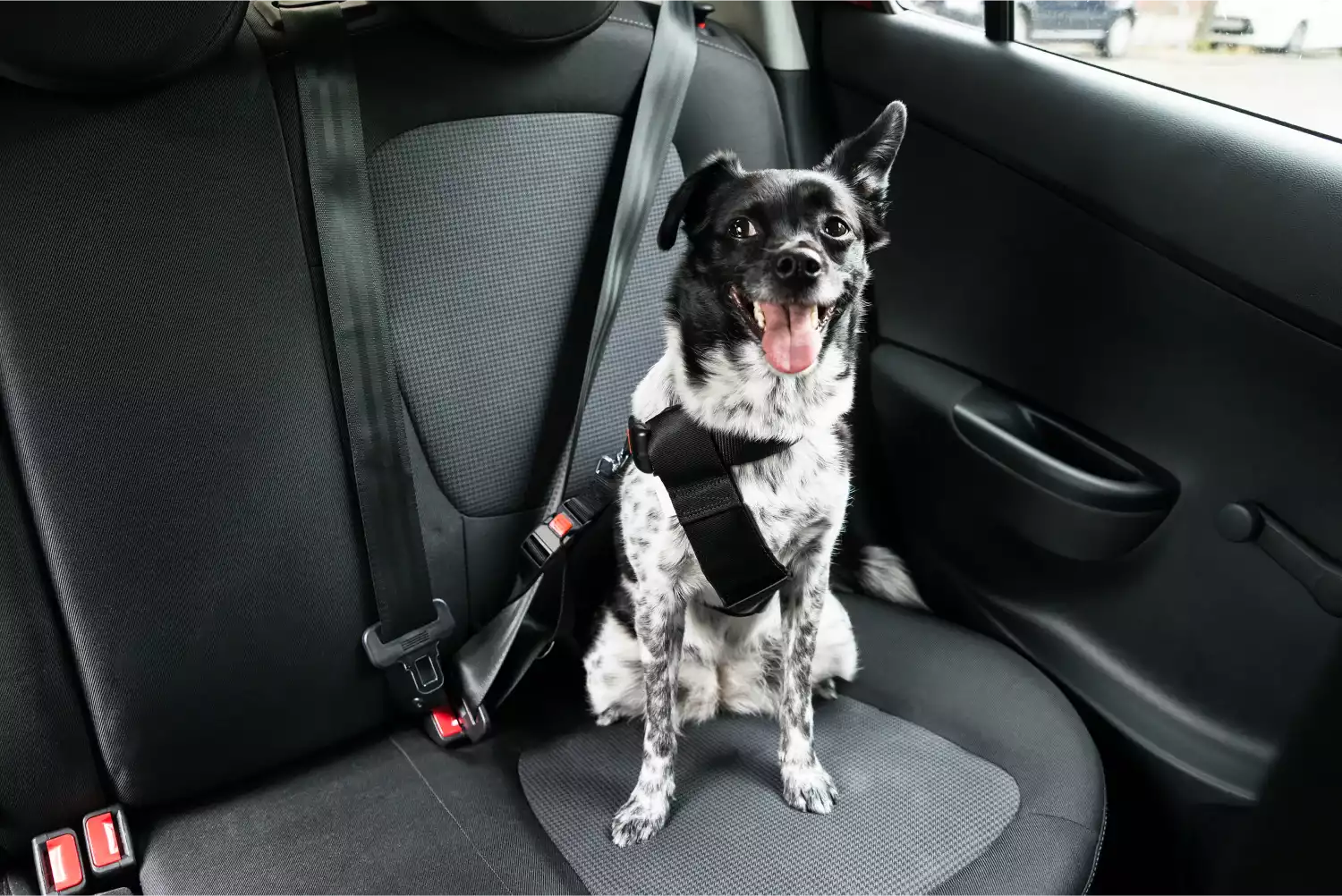 Jeep Renegade Dog Safety Belt for Lagotti Romagnoli