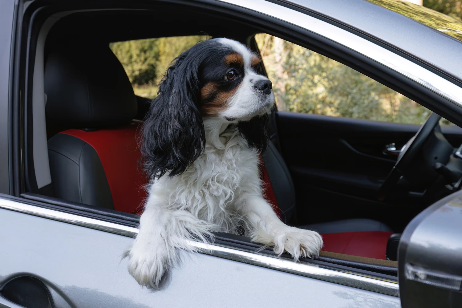 GMC Terrain Dog Safety Belt for Cavalier King Charles Spaniels